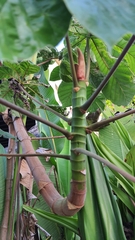 Cecropia palmata