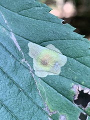 Cameraria ulmella