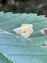 Cameraria ulmella