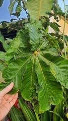 Cecropia palmata