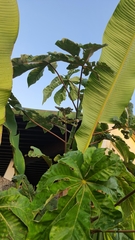 Cecropia palmata