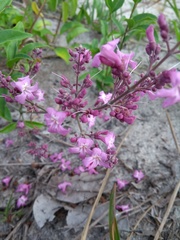 Fridericia rego