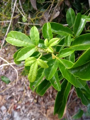 Allophylus puberulus