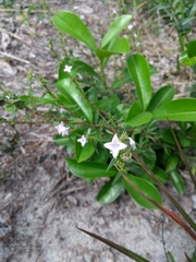 Hexasepalum apiculatum