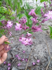 Fridericia rego
