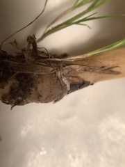 Agrocybe praecox