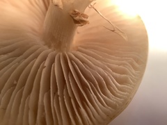 Agrocybe praecox