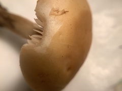 Agrocybe praecox