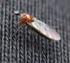 Dilophus tibialis breviceps