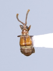 Atinus monilicornis