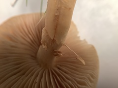 Agrocybe praecox