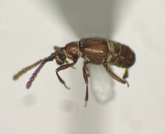 Atinus monilicornis