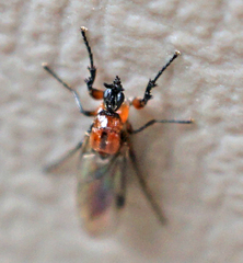 Dilophus tibialis breviceps