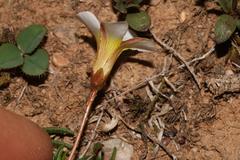 Oxalis leptogramma