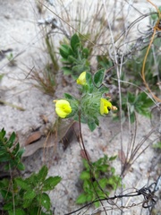 Stylosanthes capitata
