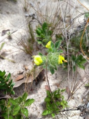Stylosanthes capitata