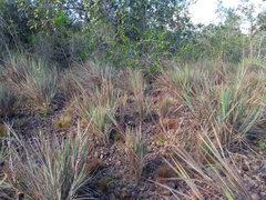Trachypogon vestitus