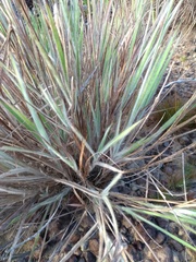 Trachypogon vestitus