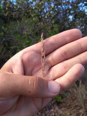 Trachypogon vestitus