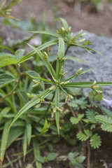 Cyperus laxus