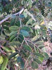 Libidibia ferrea ferrea