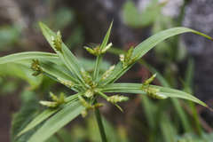 Cyperus laxus