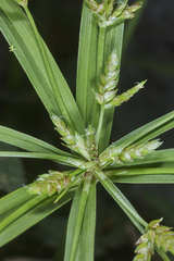 Cyperus laxus
