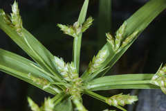 Cyperus laxus