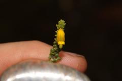 Aspalathus pinguis pinguis