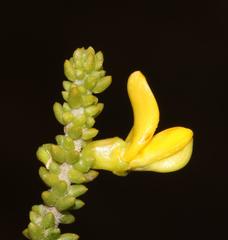 Aspalathus pinguis pinguis