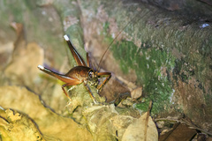 Penalva flavocalceata