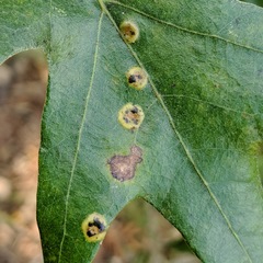 Polystepha pustuloides