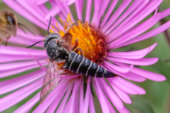 Synocoelioxys