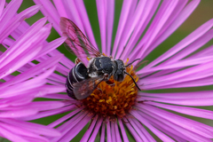 Synocoelioxys