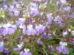 Collinsia violacea