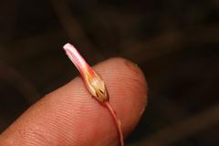 Oxalis confertifolia