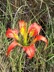 Lilium catesbaei image