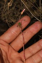 Oxalis confertifolia