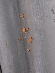 Apterona helicoidella