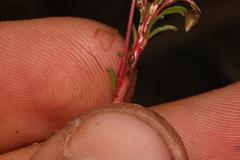 Oxalis confertifolia