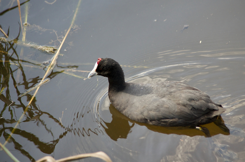 Focha moruna (Fulica cristata)