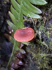 Lactarius subviscidus