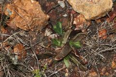 Glottiphyllum