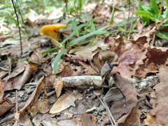 Craterellus fallax image