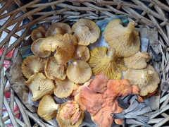 Craterellus fallax image