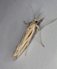 Thaumatopsis pexellus