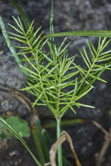 Cyperus tenuis