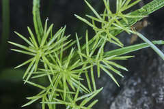Cyperus tenuis