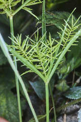 Cyperus tenuis