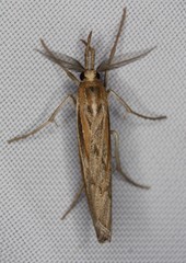 Thaumatopsis pexellus